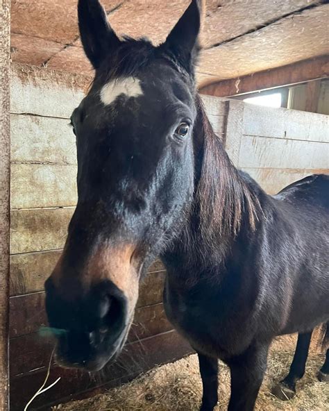 horse rescue ontario|last chance horse and pony rescue.